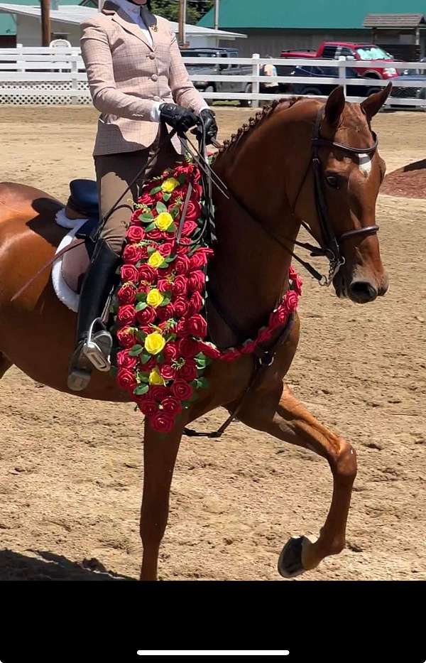 all-around-saddlebred-horse