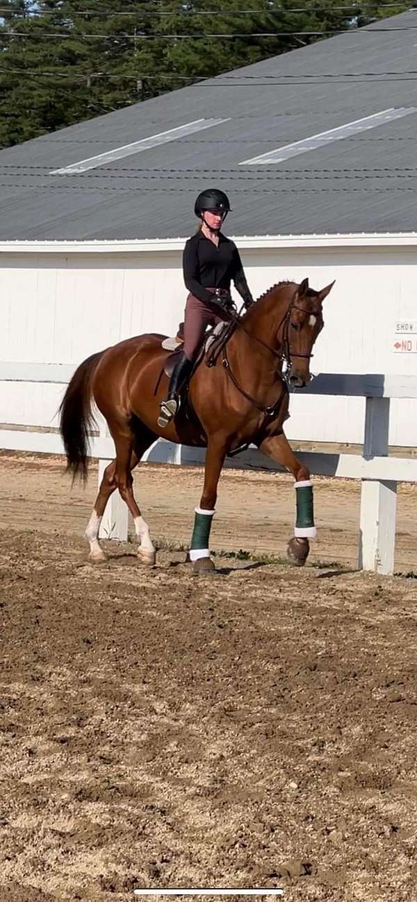 available-saddlebred-horse