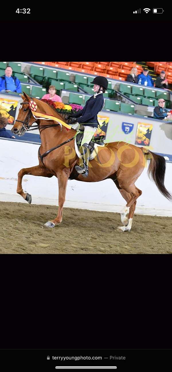 baths-saddlebred-horse