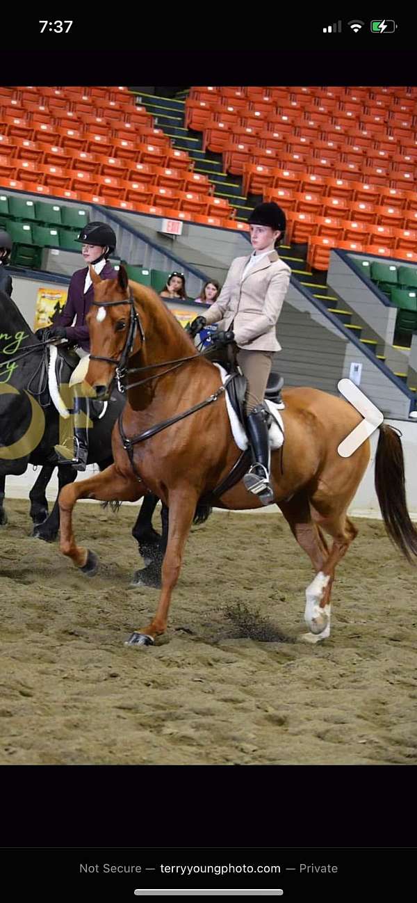 been-shown-saddlebred-horse