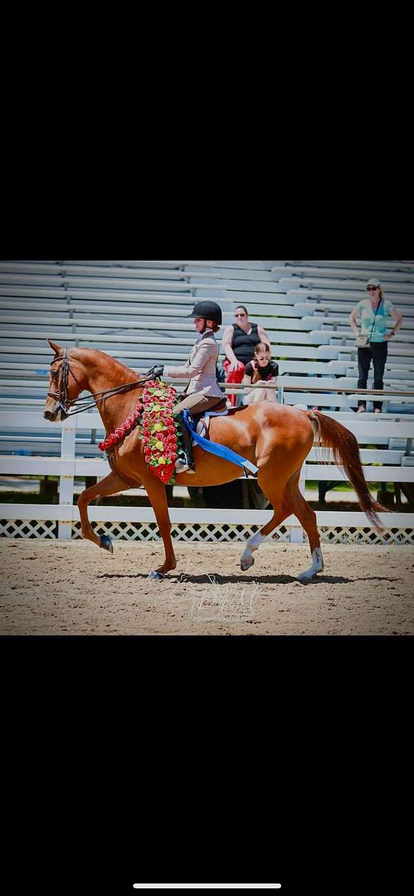 been-there-done-that-saddlebred-horse