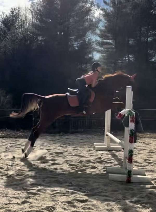 big-eq-saddlebred-horse