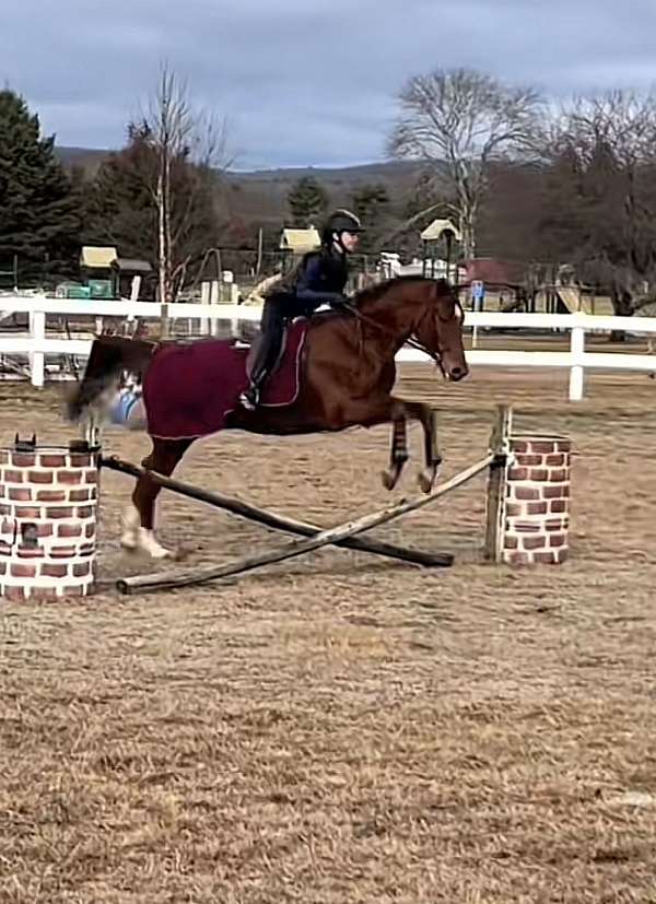 buttons-saddlebred-horse