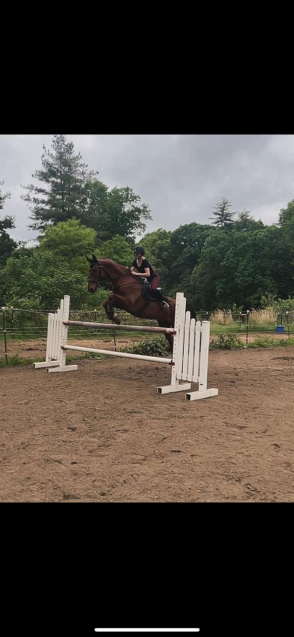 clean-saddlebred-horse