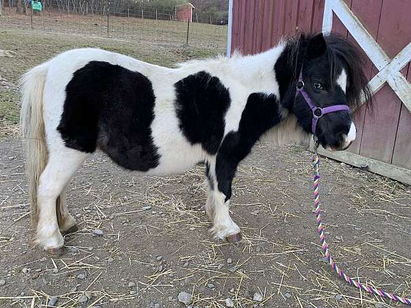 therapy-pinto-horse