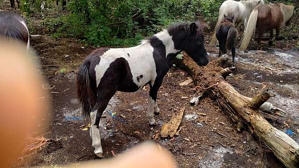 body-markings-horse