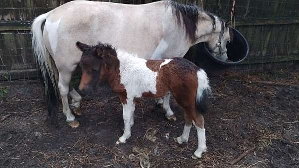 tri-color-bay-pinto-horse