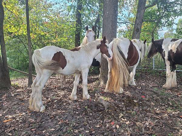 gypsy-vanner-filly