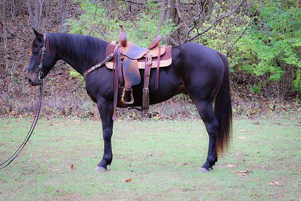 all-around-quarter-horse