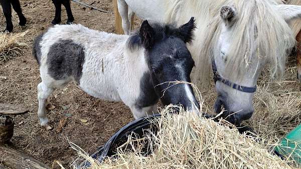 pinto-body-markings-horse