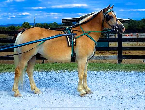 palomino-see-pics-horse