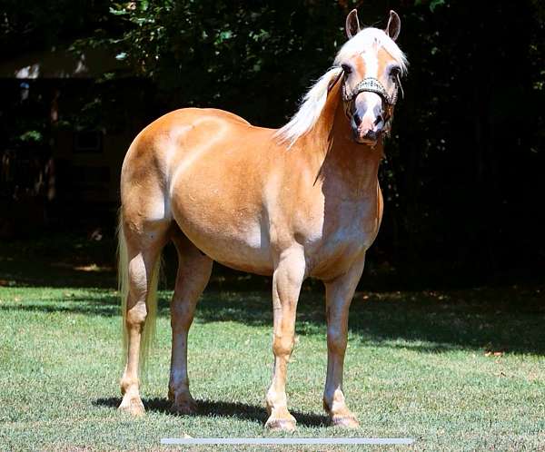 flashy-haflinger-horse