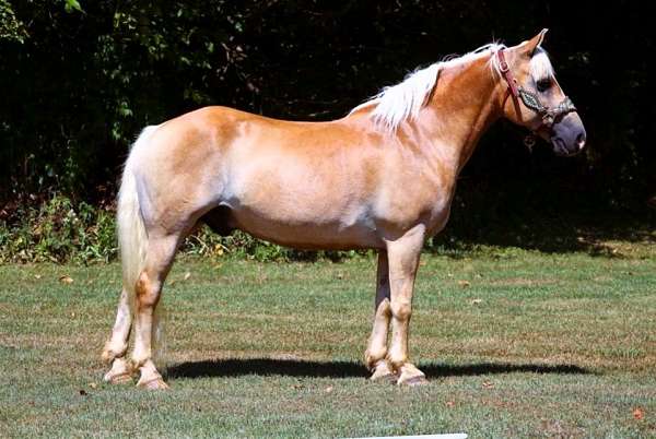 family-haflinger-horse