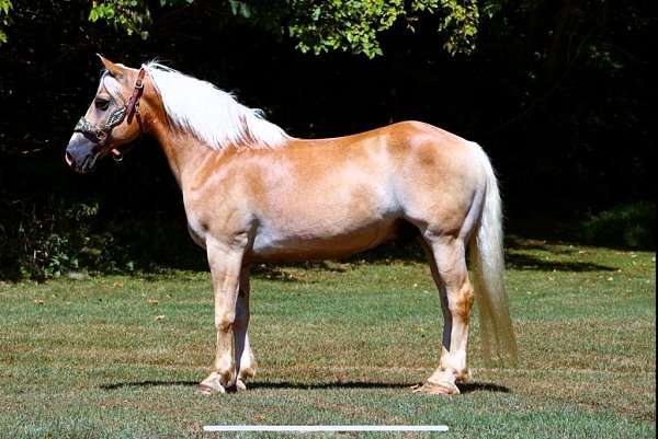 trail-haflinger-horse