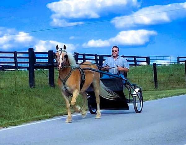 husband-safe-haflinger-horse