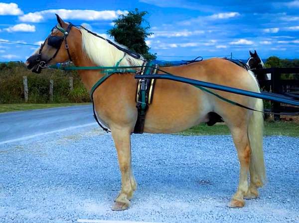 all-around-haflinger-horse