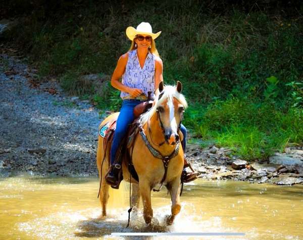 gentle-haflinger-horse