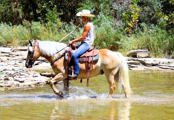 ranch-haflinger-horse