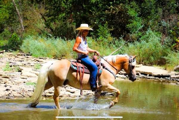 driving-haflinger-horse