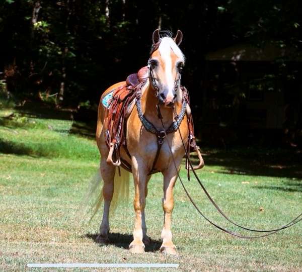 athletic-haflinger-horse