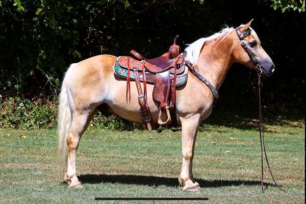 beginner-haflinger-horse