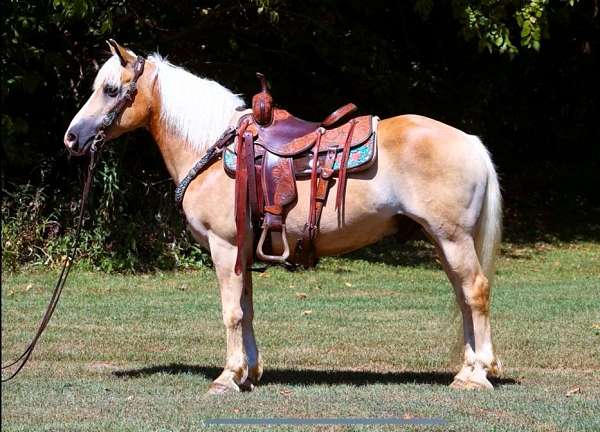 draft-haflinger-horse