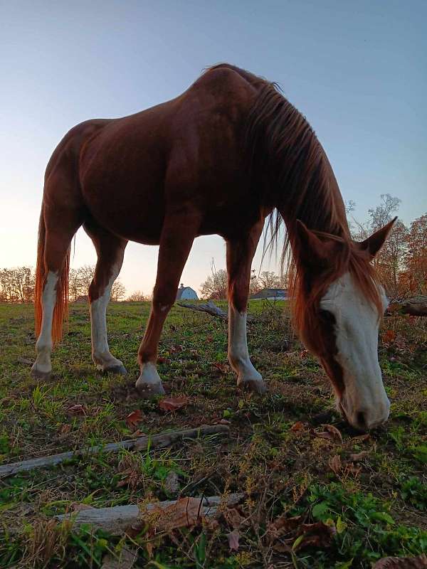 all-around-paint-horse