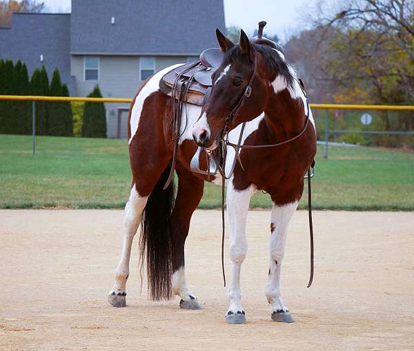 gentle-paint-horse