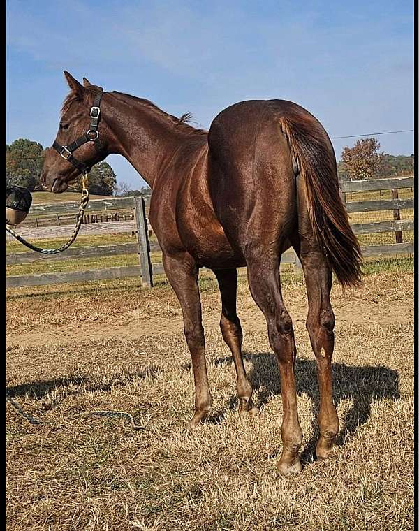 hollywood-gold-filly