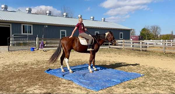 husband-safe-paint-horse