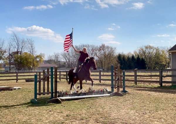 dressage-paint-horse