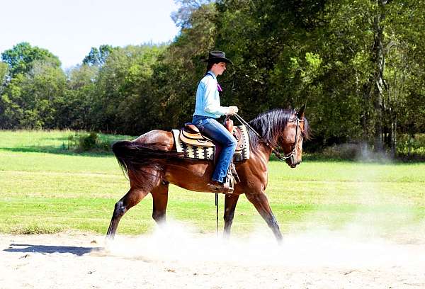 flashy-friesian-horse