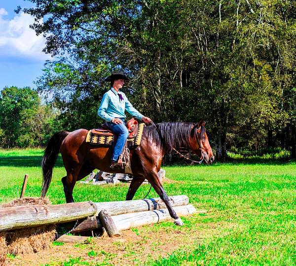 family-friesian-horse