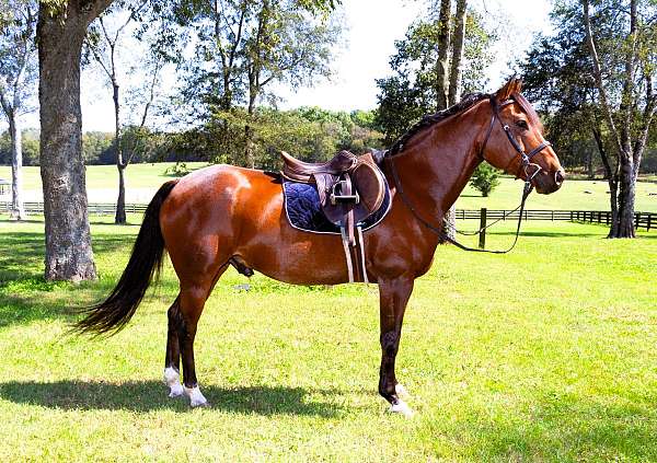 trail-friesian-horse