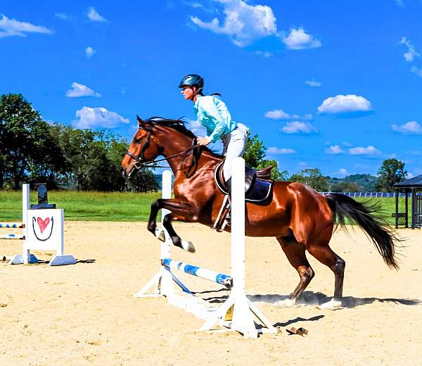 husband-safe-friesian-horse