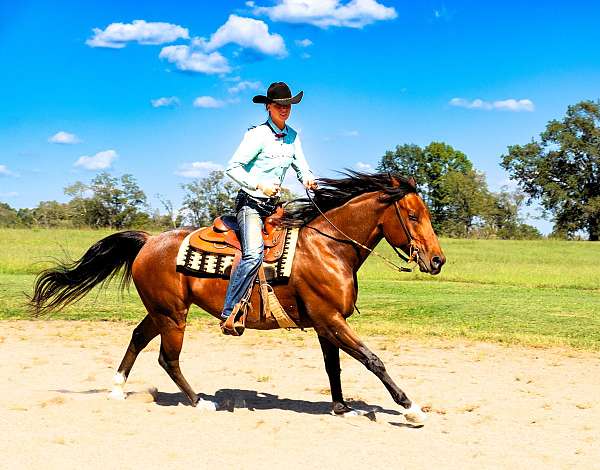 all-around-friesian-horse