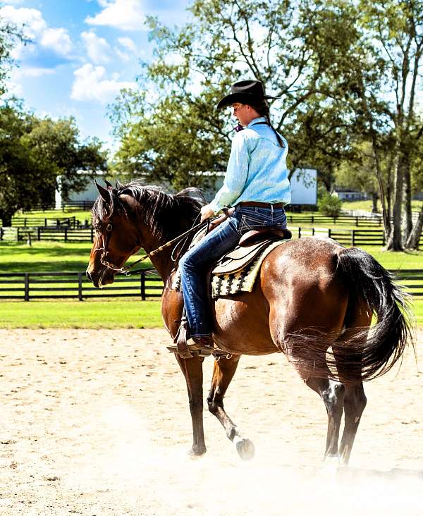 jumping-friesian-horse