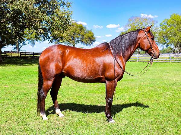 dressage-friesian-horse