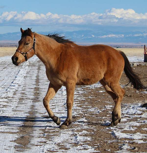 gelding-quarter-horse