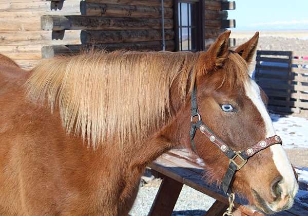 blueeyed-quarter-horse