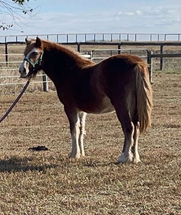 cross-triple-registered-filly-yearling