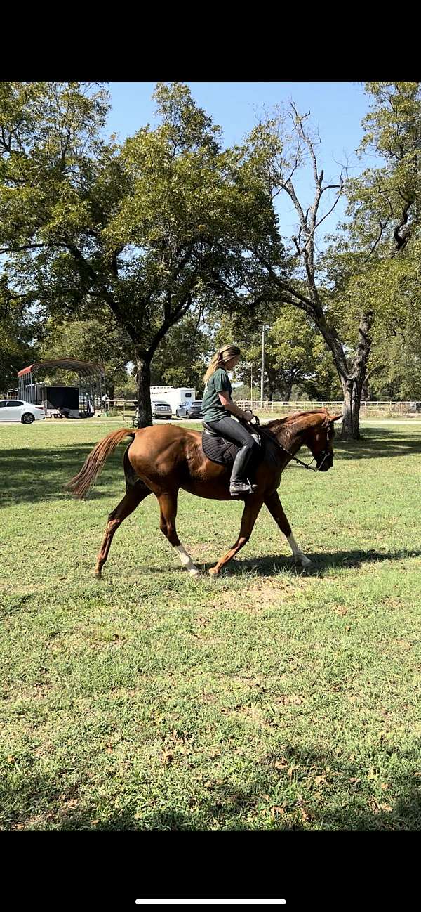 all-around-thoroughbred-horse