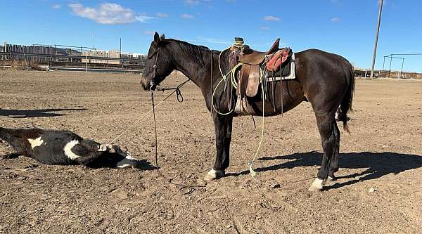 all-around-quarter-horse