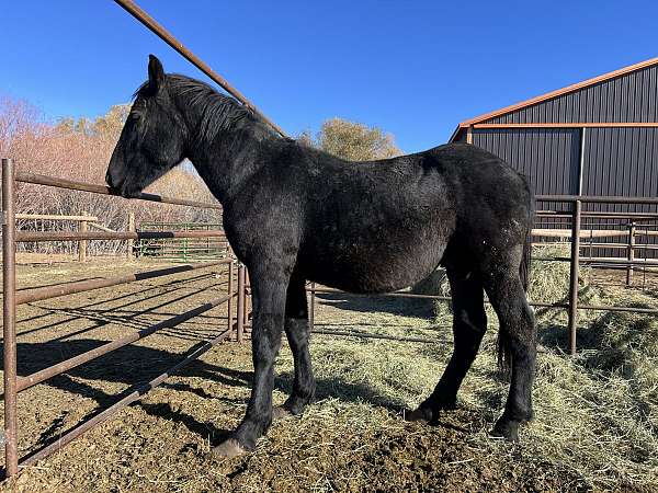 athletic-percheron-horse