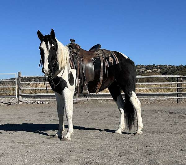 all-around-draft-horse