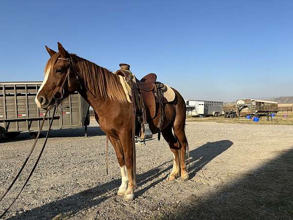 all-around-haflinger-horse