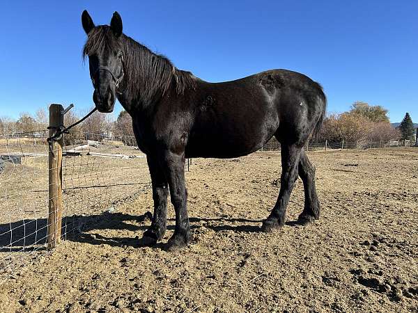 all-around-percheron-horse