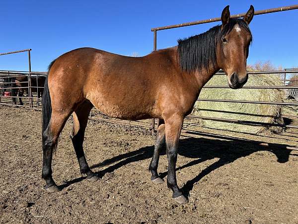 all-around-andalusian-horse