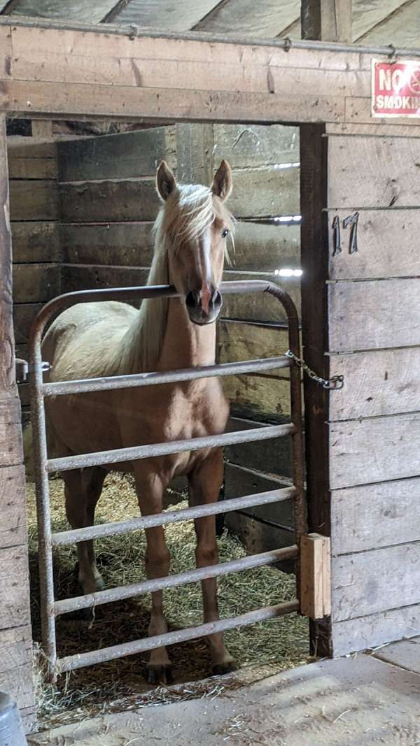 palomino-pinto-draft-filly