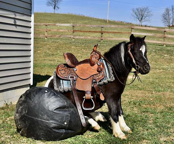 black-white-horse